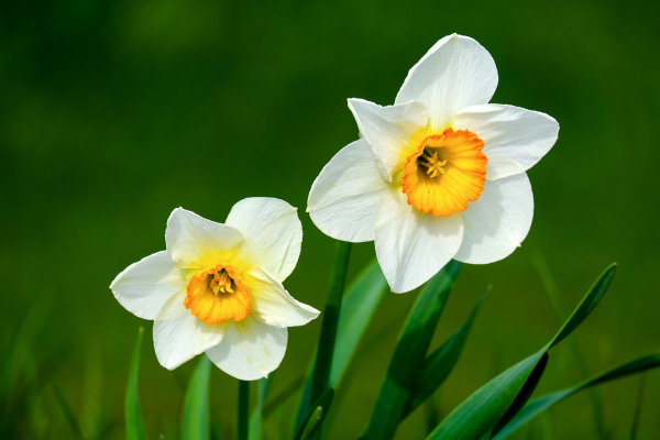 spring cleaning shirley ny